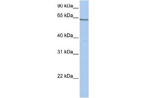 Image no. 1 for anti-Protocadherin alpha 4 (PCDHA4) (C-Term) antibody (ABIN2782799)
