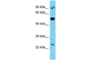 Image no. 1 for anti-Origin Recognition Complex Subunit 2 (ORC2) (C-Term) antibody (ABIN2786829)