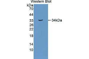 Image no. 1 for anti-Triosephosphate Isomerase 1 (TPI1) (AA 1-286) antibody (ABIN1871825)