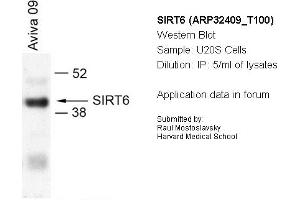 Image no. 1 for anti-Sirtuin 6 (SIRT6) (N-Term) antibody (ABIN2779625)