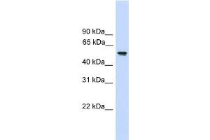 Image no. 3 for anti-Fizzy/cell Division Cycle 20 Related 1 (FZR1) (N-Term) antibody (ABIN2784494)