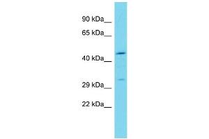 Image no. 1 for anti-Trophoblast Glycoprotein (TPBG) (N-Term) antibody (ABIN2779977)
