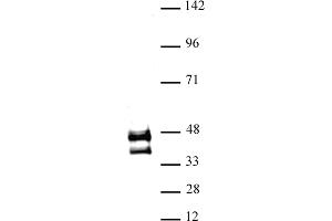 Image no. 1 for anti-Jun D Proto-Oncogene (JUND) (N-Term) antibody (ABIN6972242)