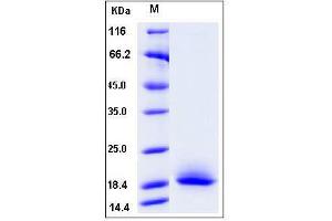 Image no. 1 for CD59a (CD59A) (AA 1-95) protein (His tag) (ABIN2008240)