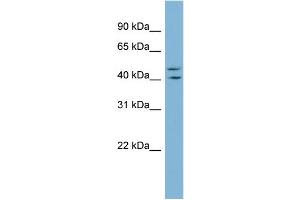 Image no. 1 for anti-Zinc Finger Protein 517 (ZNF517) (Middle Region) antibody (ABIN2784382)