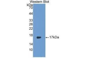 IL-17 anticorps  (AA 21-153)