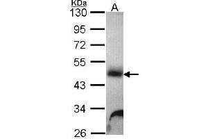 WB Image Sample (30 ug of whole cell lysate) A: Hela 10% SDS PAGE Galactosidase alpha antibody antibody diluted at 1:1000