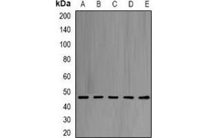 Image no. 1 for anti-Eukaryotic Translation Initiation Factor 4A1 (EIF4A1) antibody (ABIN2966599)