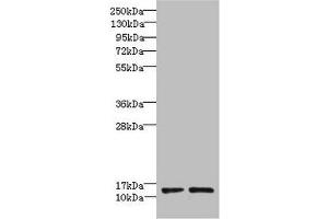 RPP14 抗体  (AA 2-124)