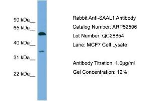 SAAL1 antibody  (N-Term)