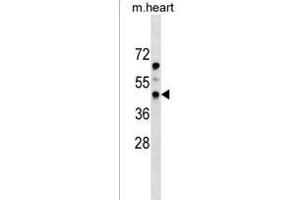 PDGFRL Antibody (N-term) (ABIN1539086 and ABIN2849032) western blot analysis in mouse heart tissue lysates (35 μg/lane).