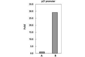 Image no. 3 for anti-Peptidyl Arginine Deiminase, Type IV (PADI4) (Center) antibody (ABIN2856939)