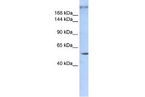 Image no. 1 for anti-Zinc Finger Protein 407 (ZNF407) (Middle Region) antibody (ABIN2777777)