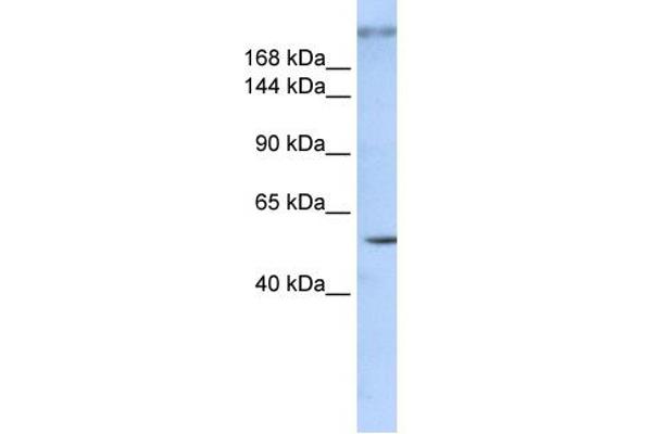 anti-Zinc Finger Protein 407 (ZNF407) (Middle Region) antibody