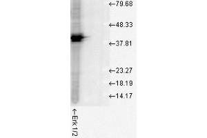 Image no. 5 for anti-Mitogen-Activated Protein Kinase 3 (MAPK3) antibody (APC) (ABIN2486919)
