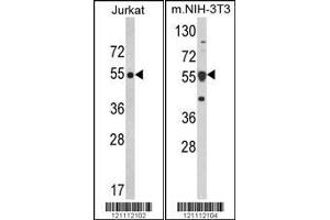 Image no. 1 for anti-Calreticulin (CALR) (AA 277-305) antibody (ABIN390885)