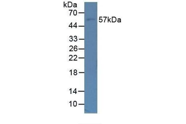 Fibulin 5 anticorps  (AA 99-205)