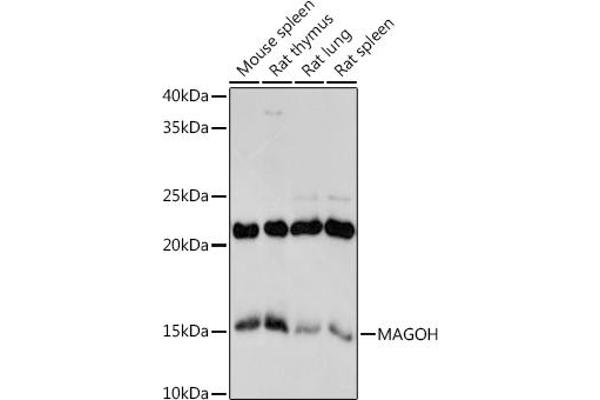 MAGOH antibody