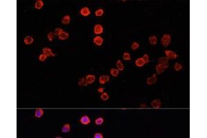 Immunofluorescence analysis of THP-1 cells using MUL1 Polyclonal Antibody at dilution of 1:100.