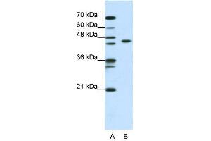 anti-Zinc Finger and BTB Domain Containing 9 (ZBTB9) (N-Term) antibody