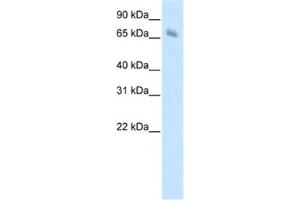 Image no. 1 for anti-Kelch-like protein 41 (KLHL41) antibody (ABIN2461775)