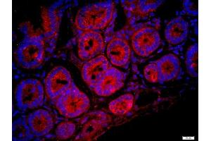 Image no. 3 for anti-Family with Sequence Similarity 134, Member C (FAM134C) (AA 76-180) antibody (ABIN872917)