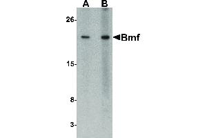 Image no. 1 for anti-Bcl2 Modifying Factor (BMF) (C-Term) antibody (ABIN6655087)
