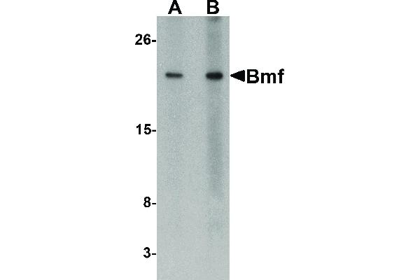 anti-Bcl2 Modifying Factor (BMF) (C-Term) antibody