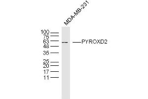 Image no. 1 for anti-Chromosome 10 Open Reading Frame 33 (C10ORF33) (AA 301-400) antibody (ABIN5675173)
