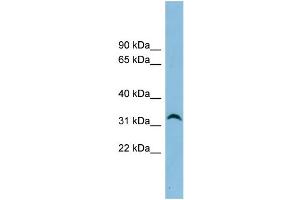 Image no. 1 for anti-Neurexophilin 4 (NXPH4) (N-Term) antibody (ABIN2785436)