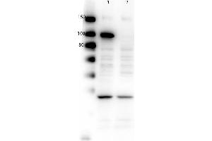 Image no. 4 for anti-Poly (ADP-Ribose) Polymerase 1 (PARP1) (C-Term) antibody (ABIN5596914)