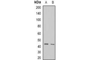 Image no. 1 for anti-AlkB, Alkylation Repair Homolog 1 (ALKBH1) (full length) antibody (ABIN6004294)