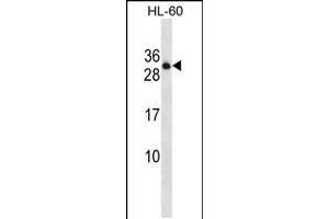 Image no. 1 for anti-Protein tyrosine Phosphatase, Receptor Type, C Polypeptide-Associated Protein (PTPRCAP) (AA 90-118) antibody (ABIN5537379)