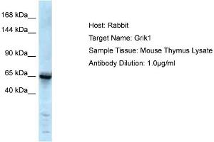 Host: Rabbit Target Name: Grik1 Sample Type: Mouse Thymus lysates Antibody Dilution: 1.