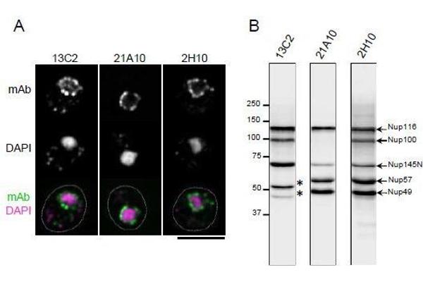 anti-Nucleoporin 98kDa (NUP98) (FGxxN Motif), (N-Term) antibody