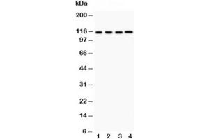 Image no. 2 for anti-NLR Family, Pyrin Domain Containing 3 (NLRP3) (AA 21-194) antibody (ABIN3032019)