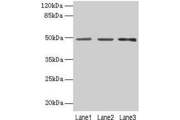 PSG6 抗体  (AA 35-300)