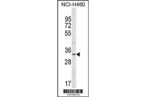 Western Blotting (WB) image for anti-Fibrillarin-Like 1 (FBLL1) (Center) antibody (ABIN2161131)