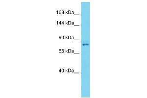 Image no. 1 for anti-Vacuolar Protein Sorting 35 (VPS35) (C-Term) antibody (ABIN2787083)