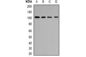 Image no. 2 for anti-Coatomer Protein Complex, Subunit beta 2 (COPB2) antibody (ABIN2966865)