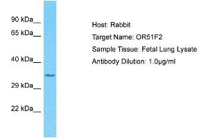 Image no. 1 for anti-Olfactory Receptor, Family 51, Subfamily F, Member 2 (OR51F2) (C-Term) antibody (ABIN2791826)