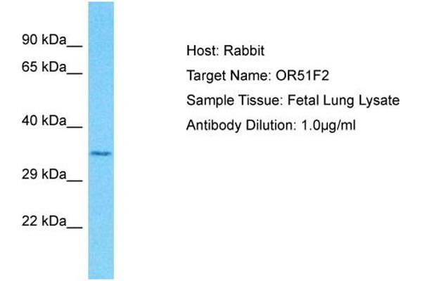 anti-Olfactory Receptor, Family 51, Subfamily F, Member 2 (OR51F2) (C-Term) antibody