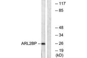 Image no. 1 for anti-ADP-Ribosylation Factor-Like 2 Binding Protein (ARL2BP) (AA 101-150) antibody (ABIN1534609)