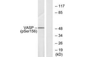 Image no. 1 for anti-Vasodilator-Stimulated phosphoprotein (VASP) (AA 124-173), (pSer157) antibody (ABIN1531995)