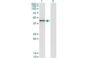 Image no. 2 for anti-Tribbles Homolog 3 (Drosophila) (TRIB3) (AA 56-145) antibody (ABIN566165)
