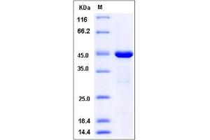 Image no. 1 for Protein tyrosine Phosphatase Type IVA, Member 2 (PTP4A2) (AA 2-167) protein (GST tag) (ABIN2005440)