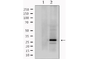 Image no. 2 for anti-Myelin Oligodendrocyte Glycoprotein (MOG) (C-Term) antibody (ABIN6263324)