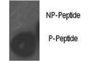 Image no. 1 for anti-Retinoblastoma Protein (Rb Protein) (pSer780) antibody (ABIN3032466)