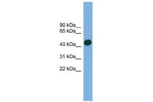 Image no. 1 for anti-Actin-Related Protein T1 (ACTRT1) (Middle Region) antibody (ABIN631862)