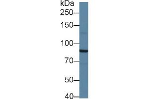 Image no. 2 for anti-Salt-Inducible Kinase 2 (SIK2) (AA 674-916) antibody (ABIN1860559)